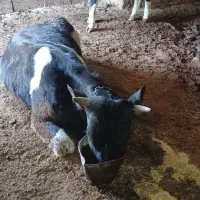 فروش و خریدار انواع گاو گوسالع افتاده