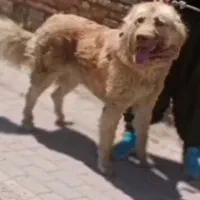 سگ سرابی نر ذات قدیم