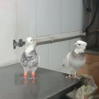 کبوتر طوقی هفت‌رنگ