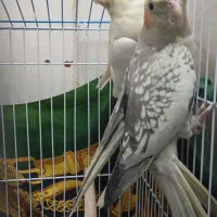 عروس هلندی جوجه  نر و ماده ۴ماه و۳ماه ۱۵ روز