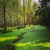 تور شاد یک روزه جنگل زیبای سراوان