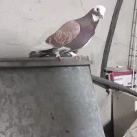 شازده ماده|پرنده|ارشق, |دیوار