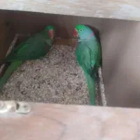 شاه طوطی اسکندر