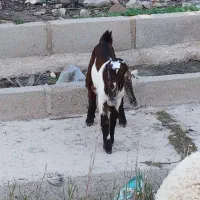 یک عدد بز افغانی نر مادرش چهار قلو زا