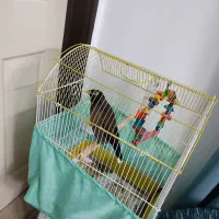 مینا سخن گو    کلا با قفس ۵ میلیون تومن