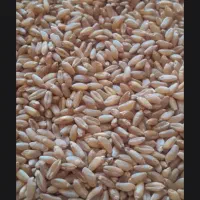 کاه گندم و گندم
