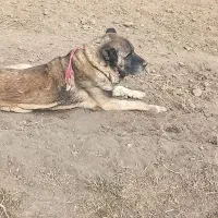 سگ سرابی گله