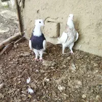 کبوتر رنگی.طوقی