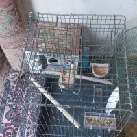 قفس عروس هلندی مرغ عشق کاسکو|پرنده|ملکان, |دیوار