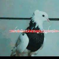 کبوترطوقی|پرنده|اصفهان, شیخ اشراق|دیوار