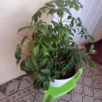 گل شفلر|گل و گیاه طبیعی|بجنورد, |دیوار