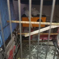 عروس هلندی و مرغ عشق