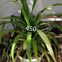 انواع گل بزرگ کوچیک|گل و گیاه طبیعی|کاشمر, |دیوار