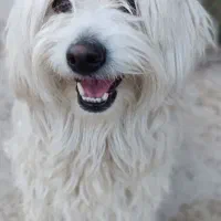 سگ،|سگ|جم, |دیوار