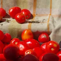 چلتک نیش زده