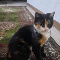 واگذاری گربه|گربه|صدرا-فارس, |دیوار