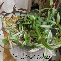 گلهای طبیعی ومصنوعی|گل مصنوعی|اصفهان, عسگریه|دیوار