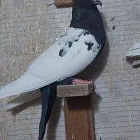 سینه سیاه ماده|پرنده|اصفهان, کوی امیریه|دیوار