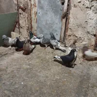 کفتر خودمونی هم چی قاطی|پرنده|شیراز, شیخ علی چوپان|دیوار