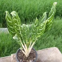 گل دیفن و اگلونما گرین لایت|گل و گیاه طبیعی|امامزاده عبدالله, |دیوار