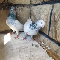 یک جفت کله شیخ نر