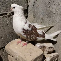 تعدادی کبوتر قنار وطوقی|پرنده|میاندوآب, |دیوار