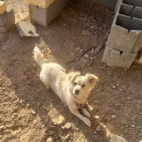 سگ اشپیتز ماده|سگ|خمینیشهر, |دیوار