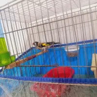 سهره نر قلمی