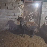 میش افشار