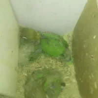 جوجه کوتوله|پرنده|زابل, |دیوار