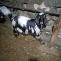 بزغاله نر|حیوانات مزرعه|چالدران, |دیوار