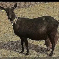 بزمورسیا
