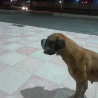 باکسر گمشده|حیوانات|جیرفت, |دیوار