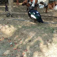 اردک نر خارجی