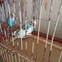 مرغ عشق جفت|پرنده|قوچان, |دیوار