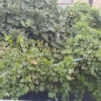 منزل  ۸۰ متری درب ساخت حیاط دار