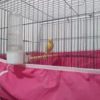 سلام قناری|پرنده|اهواز, کوی مندلی(سه راه خرمشهر)|دیوار