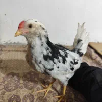 جوجه خروس گلین اصیل|حیوانات مزرعه|قرچک, داوود آباد|دیوار