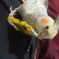 عروس هلندی گم شده