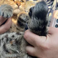 گربه واگذاری|گربه|رشت, معلولین|دیوار