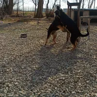 واگذاری توله ژرمن شپرد|سگ|نمین, |دیوار