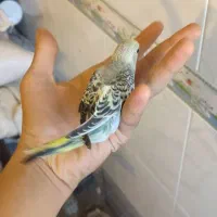 مرغ عشق|پرنده|صدرا-فارس, فاز ۲|دیوار