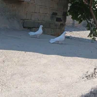 سلام جفت سفید کلاهی قلمپر سرحال|پرنده|عنبرآباد, |دیوار