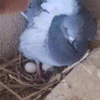 کبوترهای کینگ مولد و تخمگذار