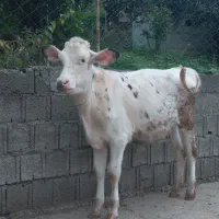 گوساله ۵ ماه مونت اصیل فوقالعاده
