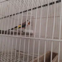 سهره دوسال قفس