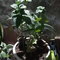 نگهداری گل وگیاه|گل و گیاه طبیعی|قشم, |دیوار