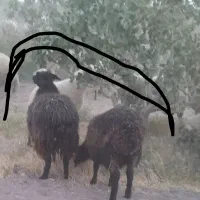 فروش میش بره