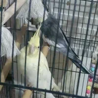 عروس هلندی مولد