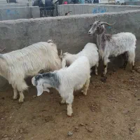 میش بره دار بز بزغاله